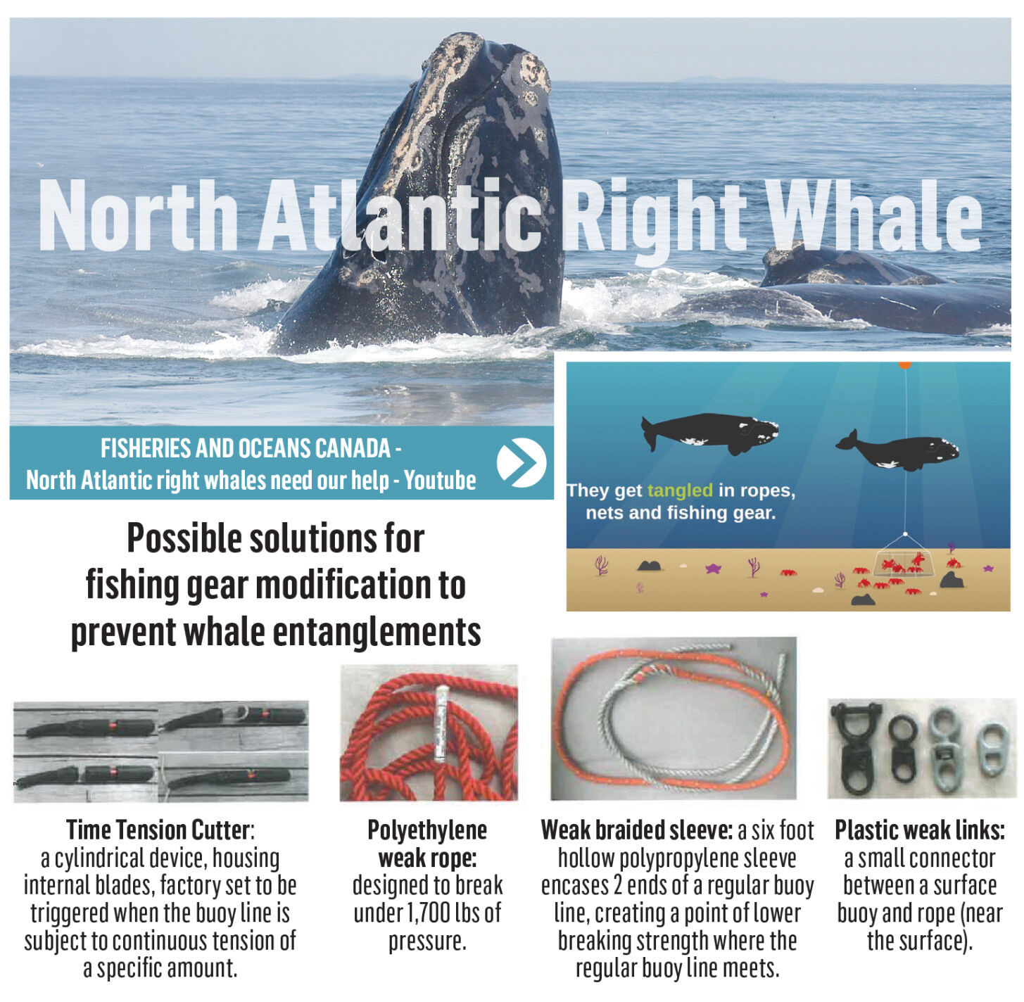 NA Right Whale
